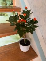 Zimmerpflanze  Flammendes Käthchen - Kalanchoe blossfeldiana Bäum Baden-Württemberg - Balingen Vorschau