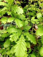 Quercus petraea- Petra oder Traubeneiche Niedersachsen - Garrel Vorschau