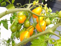 Gelbe Flaschentomate - Tomate - 20 Samen - Tomatensamen Sachsen-Anhalt - Bitterfeld Vorschau