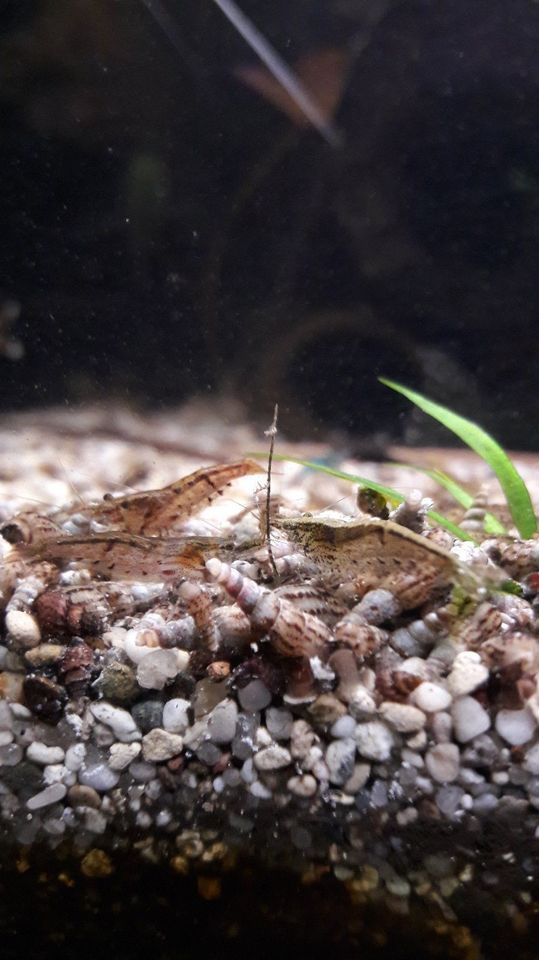 10x Garnelen-Mix für 3 € Wildform Neocaridina davidi Garnele in Dresden