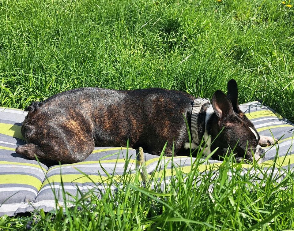 Gassi Hilfe gesucht! in Langenbrettach