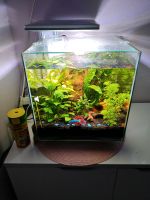 Aquarium 30l Sachsen-Anhalt - Braschwitz Vorschau