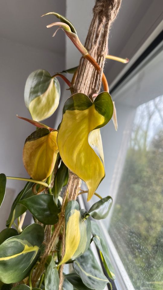 Philodendron Scandens Brasil viel Gelb in Essen