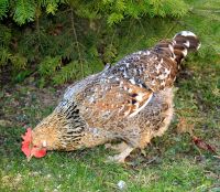 Bruteier vom Blumenhuhn und andere Rassen Baden-Württemberg - Ravensburg Vorschau