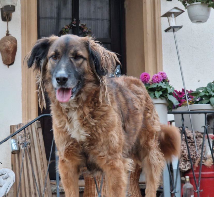 Joel - der Colli-Labrador-Mix ist ein Freigeist in Schönborn (Pfalz)