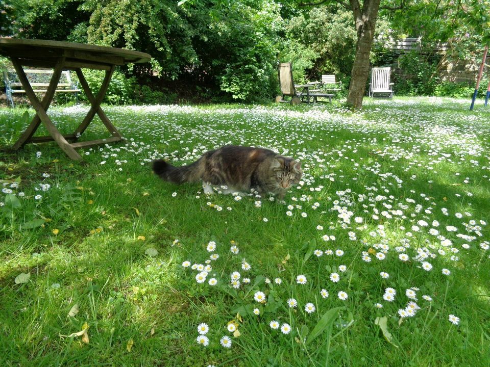 Kater Wunjo immer noch sehr schmerzlich vermisst! in Molfsee