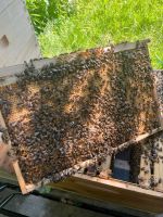 Bienen Imkerei  Bienenvölker Mecklenburg-Vorpommern - Poseritz Vorschau