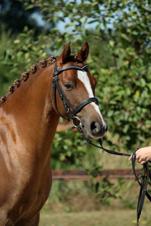 Deutsches Reitpony, Springpony, Fuchs, Wallach in Falkenberg