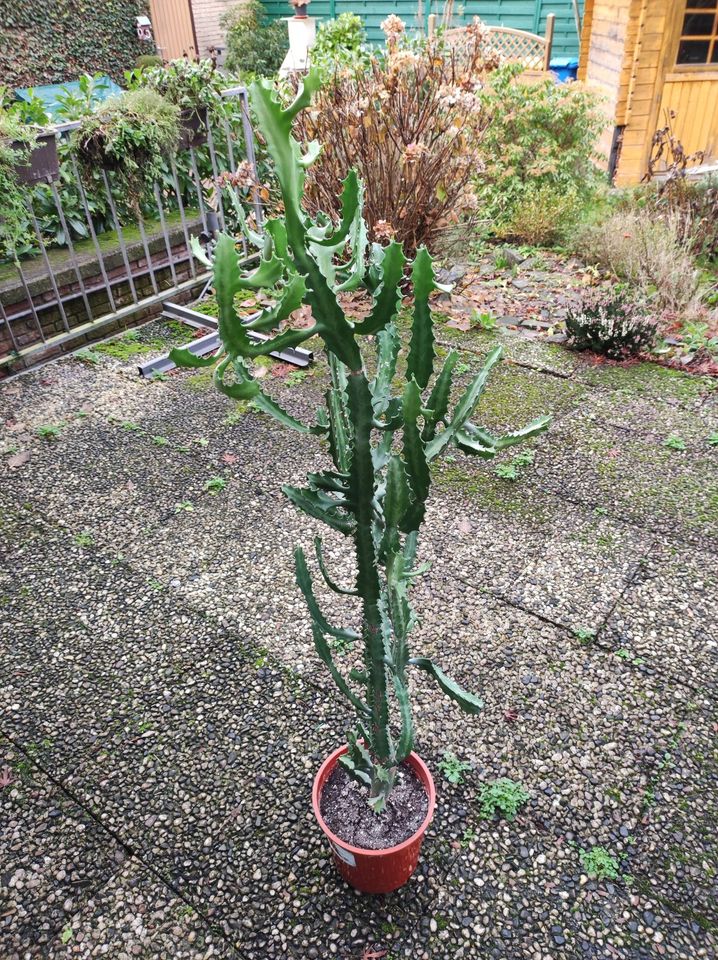 Dekorative Pflanzen  Solitär Kaktee und Gummibaum in Bottrop