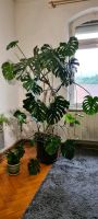 Monstera Deliciosa Fensterblatt 2 Meter hoch Baden-Württemberg - Münsingen Vorschau