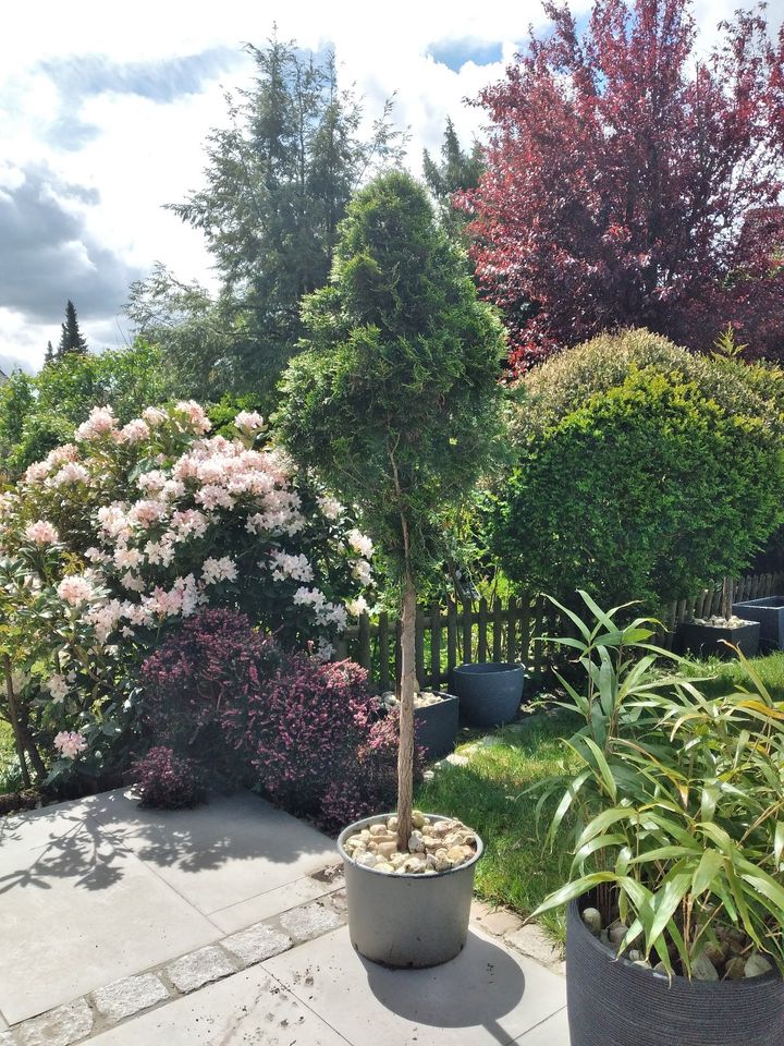 KoniferenKugel Pflanze Coniferales Toskana BalkonTerrasse Garten in Essen