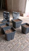 biobizz erde grow ca, 250 liter neu und gebraucht Rheinland-Pfalz - Landau in der Pfalz Vorschau