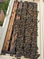 Buckfast HGY+ Kunstschwarm Ableger Bienen Königinnen Imkerei Schleswig-Holstein - Westerrönfeld Vorschau