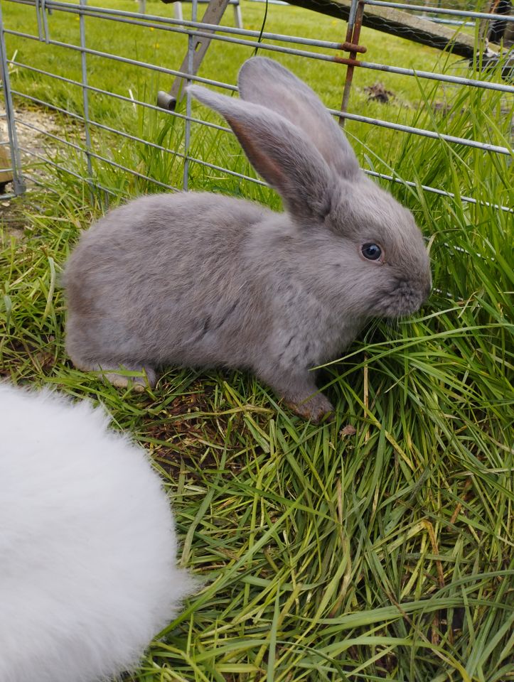 Deutsche Riesen Jungtiere Sonderfarben in Oldenbüttel