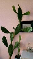 Opuntia Ficus  feigenksktus kaktus Zimmerpflanze Kübelpflanze Sachsen-Anhalt - Halle Vorschau