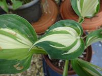 Hosta Funkie Little Treasure blaues Blatt mit cremefarbener Mitte Niedersachsen - Bad Pyrmont Vorschau