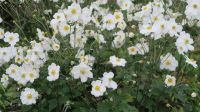 Weiße Anemone, hübsche Herbst-Gartenpflanze Baden-Württemberg - Oberteuringen Vorschau