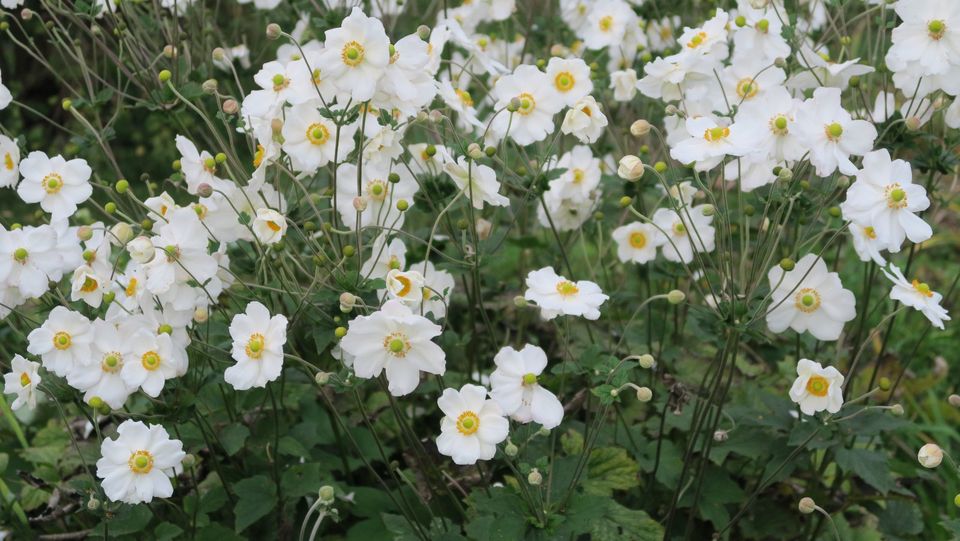 Weiße Anemone, hübsche Herbst-Gartenpflanze in Oberteuringen