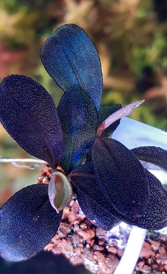 ❌Verkauft ❌⭐❤ Helena 2013 ❤⭐ Bucephalandra Aquarium Garnelen Nano in Freiburg im Breisgau