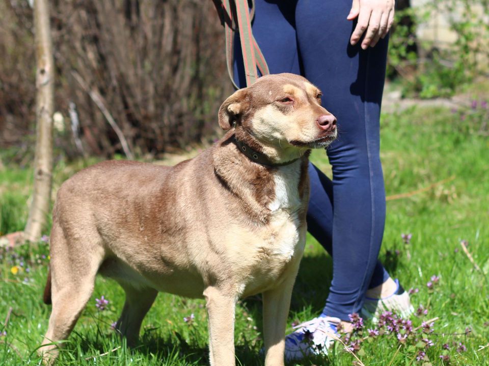 Tierschutz - Grea sucht ein neues, liebevolles Zuhause! in Frankfurt am Main