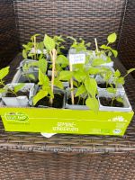 Spitzpaprikapflanzen, Tomaten, Chili, Gurke, Zuchini Saarland - Wadgassen Vorschau