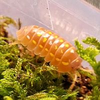 12+ Armadillidium frontetriangulum orange Asseln Kleintiere Isopo Nordrhein-Westfalen - Oerlinghausen Vorschau