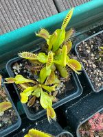 Dionaea Muscipula Phalanx Bayern - Lichtenfels Vorschau