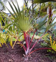 Trachycarpus Brahea Bismarckia Sabal Latania Phönix Chamaerops Baden-Württemberg - Geislingen an der Steige Vorschau