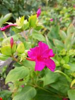 Wunderblume (Mirabilis Jalapa) Hessen - Hofgeismar Vorschau