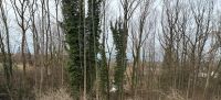 Waldgrundstück zu verkaufen Bayern - Forchheim Vorschau