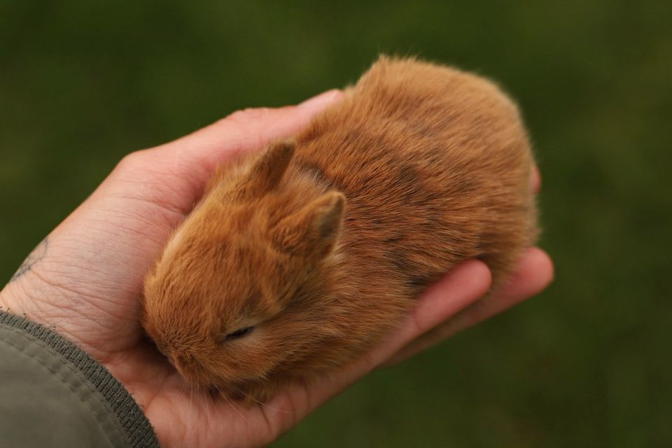 süße kleine Kaninchen / Löwenköpfchen aus Hobbyzucht in Hessisch Oldendorf
