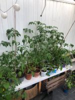 Tomaten Pflanzen Berlin - Treptow Vorschau