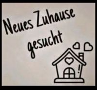 Neues Zuhause ab 1.7 oder später gesucht Niedersachsen - Lüneburg Vorschau