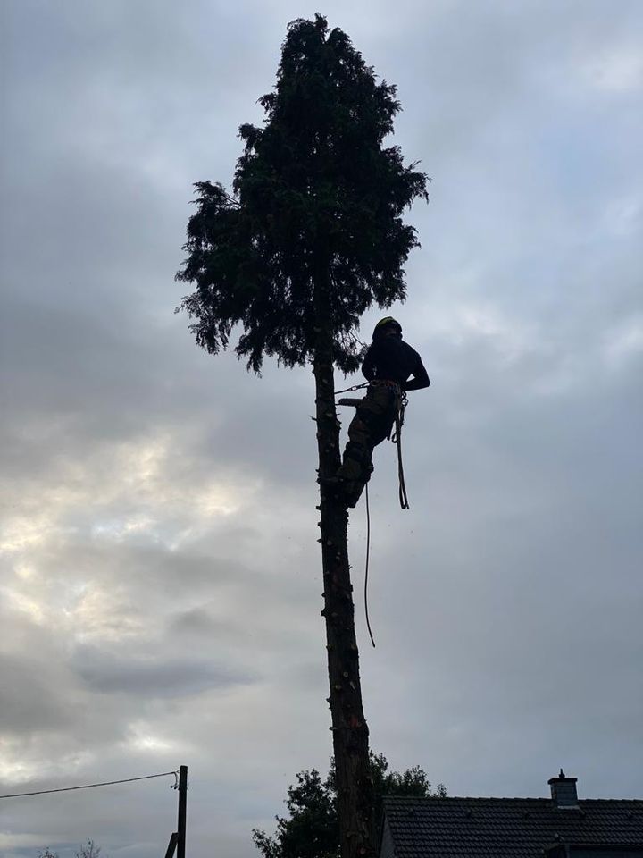 Baumpflege Baumfällung Sturmschäden Baum Fällung Rückschnitt in Krefeld