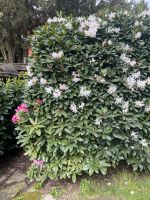 Rhododendron Hecke Nordrhein-Westfalen - Remscheid Vorschau