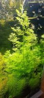 ☘️Feiner Sumatrafarn Aquariumpflanze Wasserpflanze 3€*☘️ Rheinland-Pfalz - Minfeld Vorschau