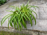 Agapanthus, große Schmucklilien 2x, blau/lila blühend Niedersachsen - Wolfenbüttel Vorschau