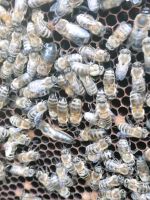 Bienenvölker verkaufen in DNM Carnica Segeberger Beute Nordrhein-Westfalen - Senden Vorschau