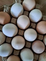 Frische Eier von freilaufenden Hühner  Nordrhein-Westfalen - Herten Vorschau