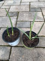 Bogenhanf - Sansevieria cylindrica Grünpflanze Zimmerpflanze Bayern - Sulzberg Vorschau