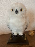 Hedwig von Harry Potter Baden-Württemberg - Mühlhausen-Ehingen Vorschau