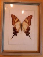 Sammlerstück - Papilio Columbus/Peru Nordrhein-Westfalen - Goch Vorschau
