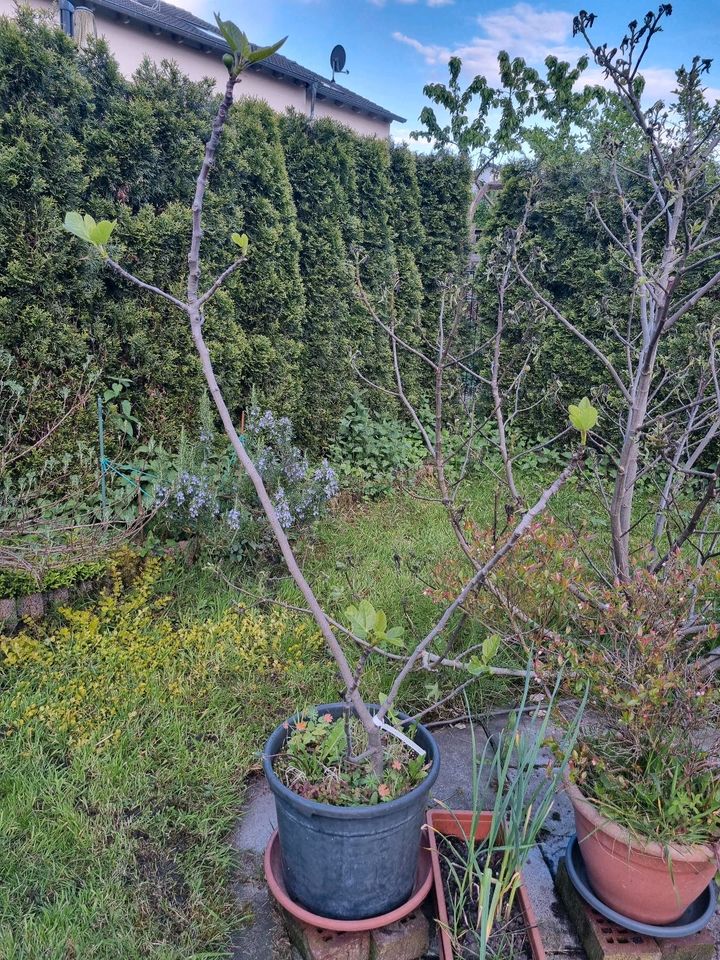 Noch 8 Feigen wegen Reduzierung der Sammlung ! Ficus carica ! in Albachten