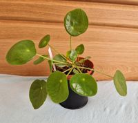 Pilea Peperomioides Bayern - Hösbach Vorschau