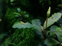 Bucephalandra sp Theia Blue Nordrhein-Westfalen - Oberhausen Vorschau