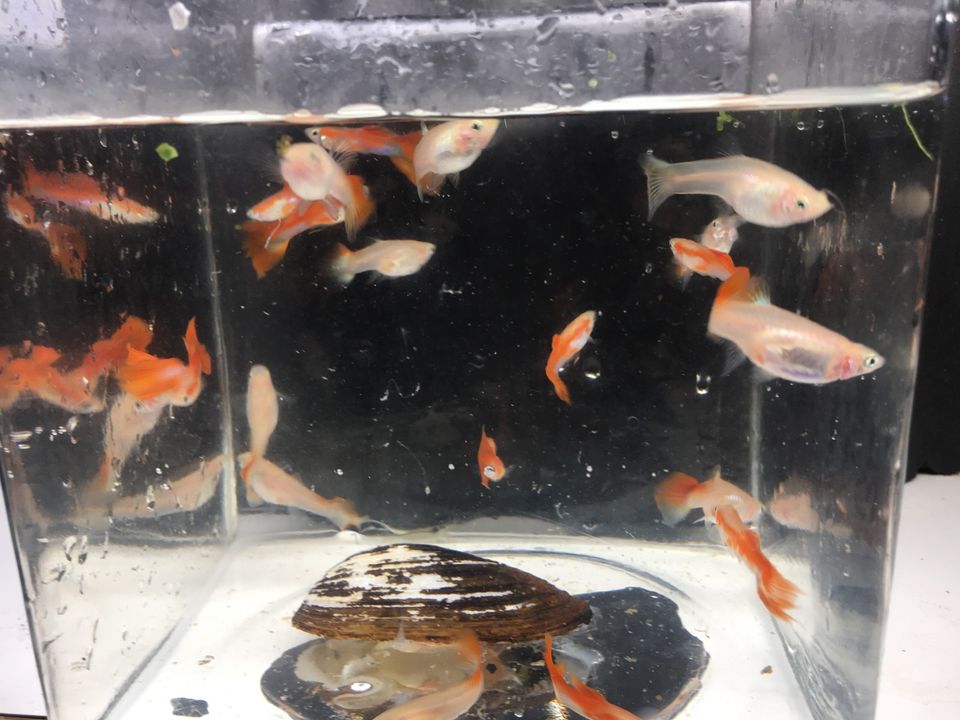 Guppy rot Regenbogen in Uetze