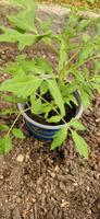 Tomatenpflanzen Mecklenburg-Strelitz - Landkreis - Burg Stargard Vorschau