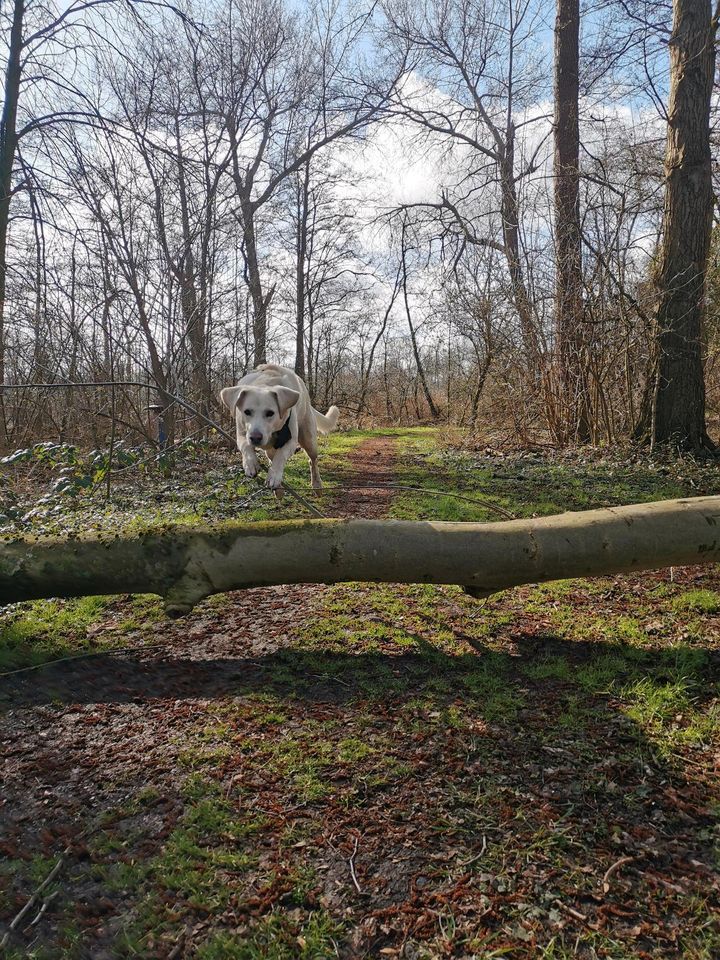 Mobiler Gassi-Service als Dogwalker inkl. Abhol- und Bringservice in Willich