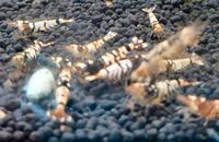 ⭐⭐Black Fancy Tiger Garnelen Caridina⭐⭐ Nordrhein-Westfalen - Selm Vorschau