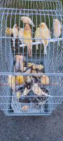 Junge Kanarienvögel von 2024 Kanarien vigel Nordrhein-Westfalen - Heinsberg Vorschau